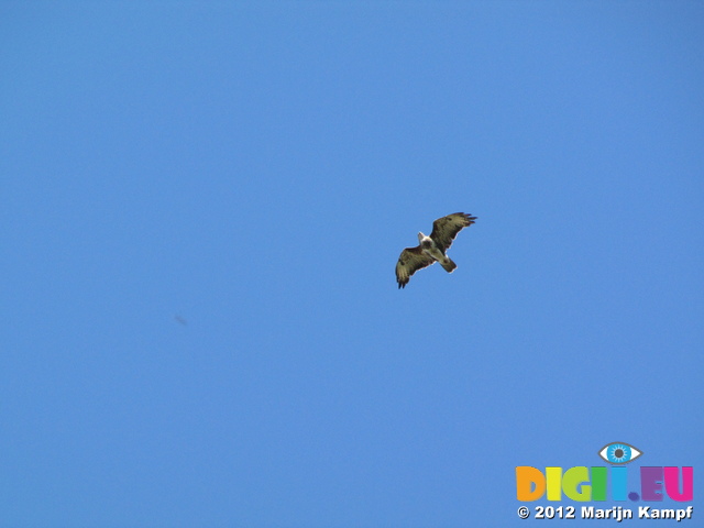 SX23122 Buzzard (Buteo buteo)